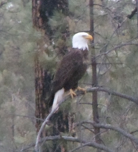 Bald Eagle, NM Hwy 35, Gila National Forest.
